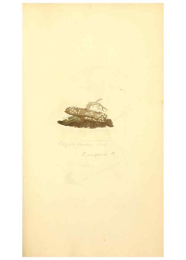 Reproducción/Reproduction 8229362323: Coloured figures of English fungi or mushrooms.. London,Printed by J. Davis,1797-[1809]
