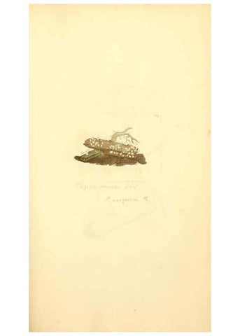Reproducción/Reproduction 8229362323: Coloured figures of English fungi or mushrooms.. London,Printed by J. Davis,1797-[1809]