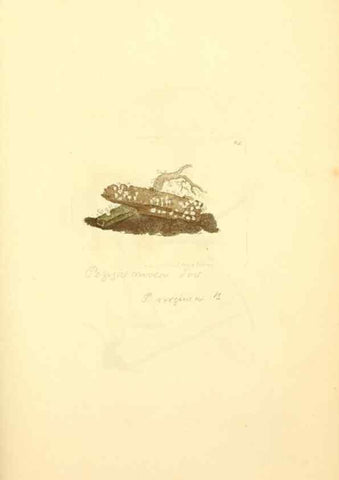 Reproducción/Reproduction 8229362323: Coloured figures of English fungi or mushrooms.. London,Printed by J. Davis,1797-[1809]