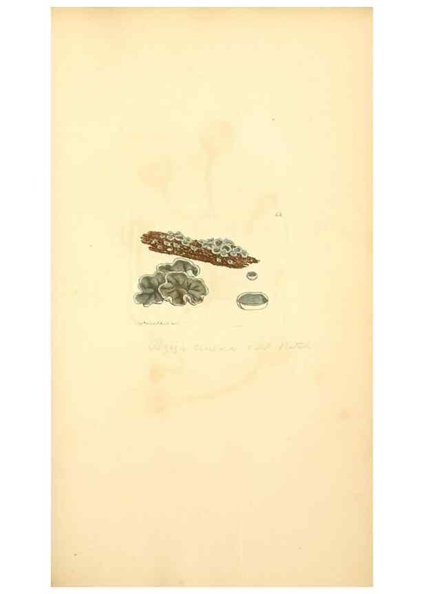 Reproducción/Reproduction 8229361911: Coloured figures of English fungi or mushrooms.. London,Printed by J. Davis,1797-[1809]