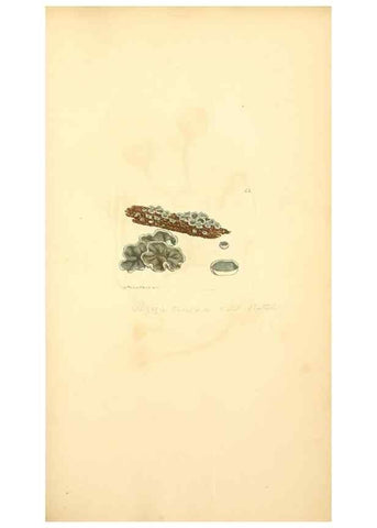 Reproducción/Reproduction 8229361911: Coloured figures of English fungi or mushrooms.. London,Printed by J. Davis,1797-[1809]