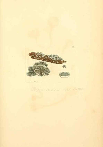 Reproducción/Reproduction 8229361911: Coloured figures of English fungi or mushrooms.. London,Printed by J. Davis,1797-[1809]