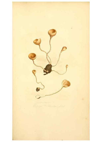 Reproducción/Reproduction 8229361277: Coloured figures of English fungi or mushrooms.. London,Printed by J. Davis,1797-[1809]