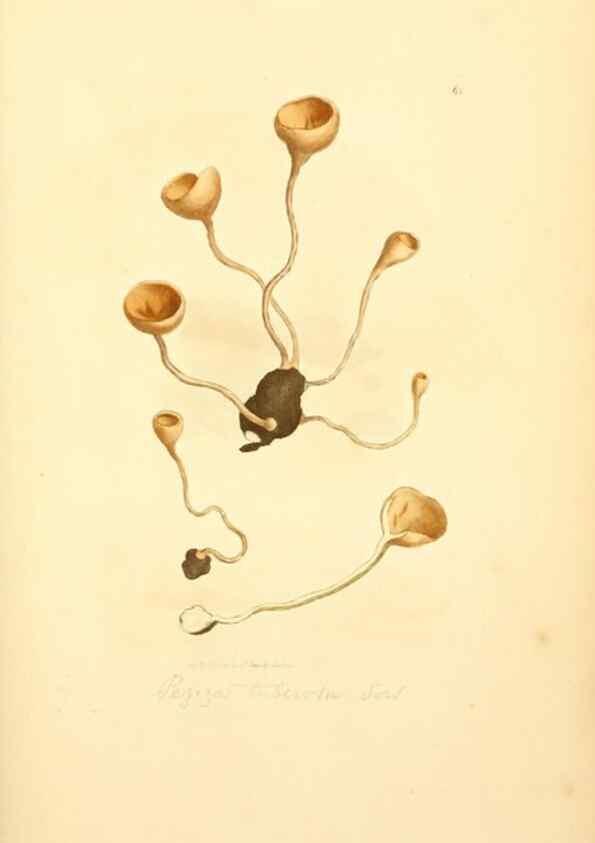 Reproducción/Reproduction 8229361277: Coloured figures of English fungi or mushrooms.. London,Printed by J. Davis,1797-[1809]