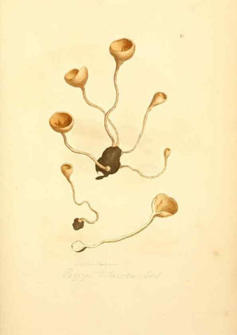 Reproducción/Reproduction 8229361277: Coloured figures of English fungi or mushrooms.. London,Printed by J. Davis,1797-[1809]