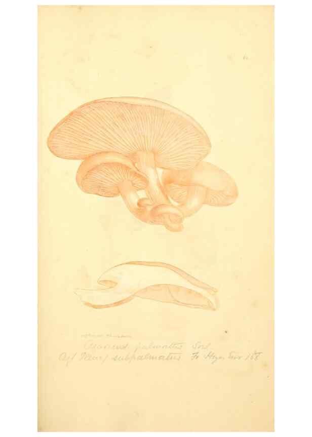 Reproducción/Reproduction 8229360807: Coloured figures of English fungi or mushrooms.. London,Printed by J. Davis,1797-[1809]