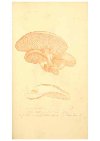 Reproducción/Reproduction 8229360807: Coloured figures of English fungi or mushrooms.. London,Printed by J. Davis,1797-[1809]
