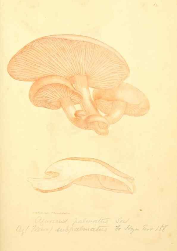 Reproducción/Reproduction 8229360807: Coloured figures of English fungi or mushrooms.. London,Printed by J. Davis,1797-[1809]
