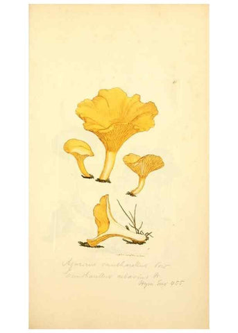 Reproducción/Reproduction 8229352351: Coloured figures of English fungi or mushrooms.. London,Printed by J. Davis,1797-[1809]
