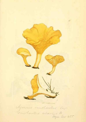 Reproducción/Reproduction 8229352351: Coloured figures of English fungi or mushrooms.. London,Printed by J. Davis,1797-[1809]