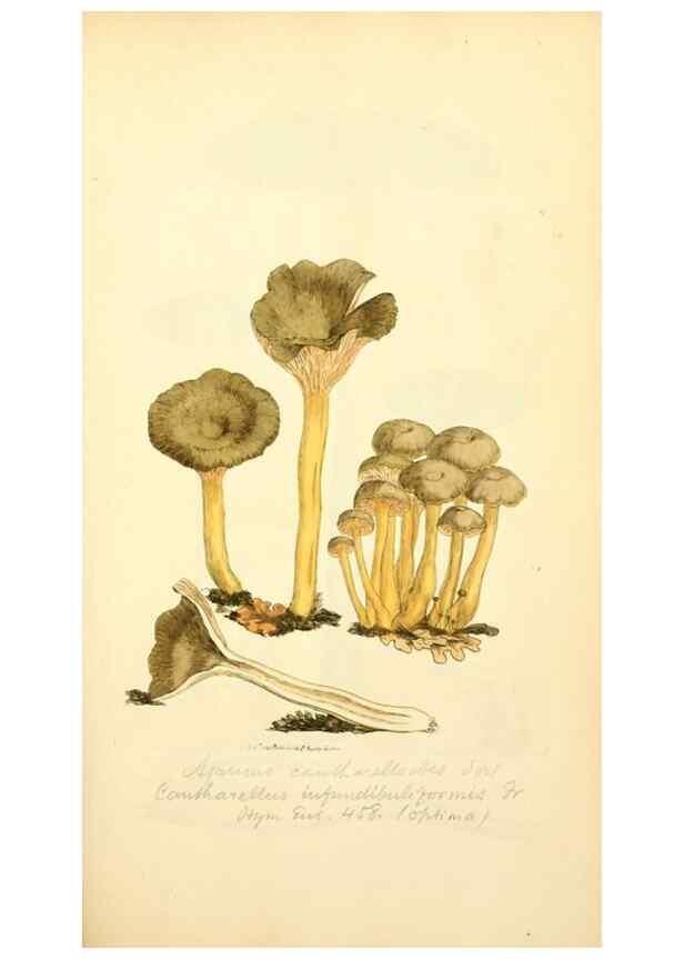 Reproducción/Reproduction 8229352771: Coloured figures of English fungi or mushrooms.. London,Printed by J. Davis,1797-[1809]