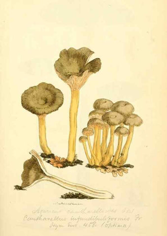 Reproducción/Reproduction 8229352771: Coloured figures of English fungi or mushrooms.. London,Printed by J. Davis,1797-[1809]