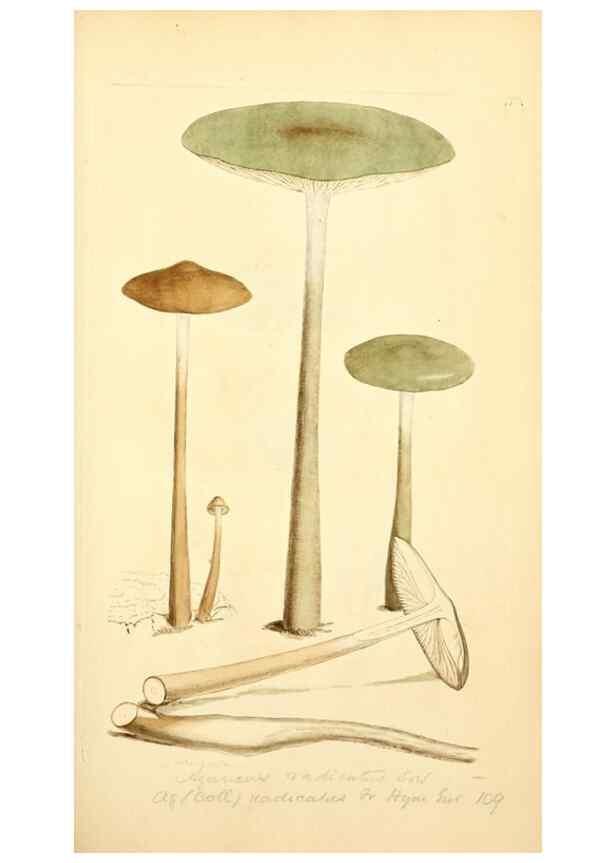 Reproducción/Reproduction 8230418588: Coloured figures of English fungi or mushrooms.. London,Printed by J. Davis,1797-[1809]