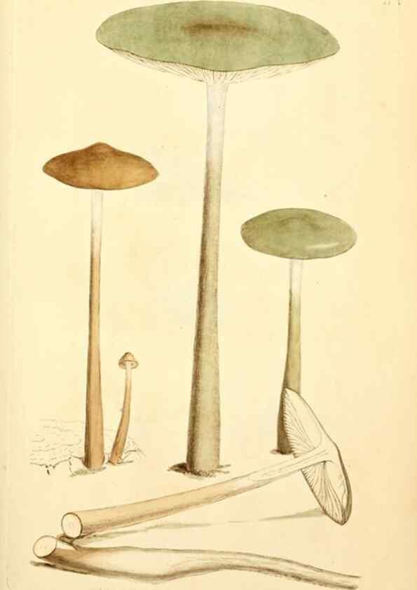 Reproducción/Reproduction 8230418588: Coloured figures of English fungi or mushrooms.. London,Printed by J. Davis,1797-[1809]