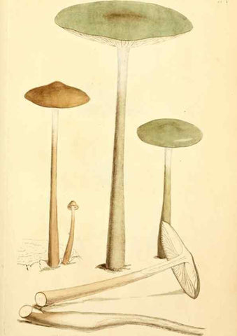 Reproducción/Reproduction 8230418588: Coloured figures of English fungi or mushrooms.. London,Printed by J. Davis,1797-[1809]