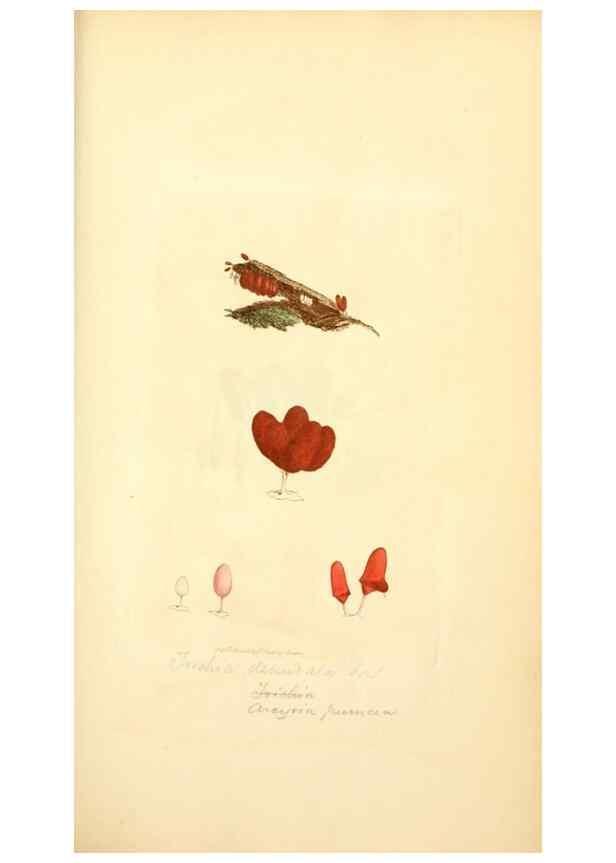 Reproducción/Reproduction 8229353855: Coloured figures of English fungi or mushrooms.. London,Printed by J. Davis,1797-[1809]