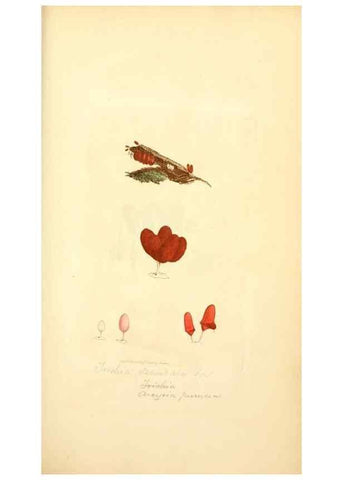 Reproducción/Reproduction 8229353855: Coloured figures of English fungi or mushrooms.. London,Printed by J. Davis,1797-[1809]