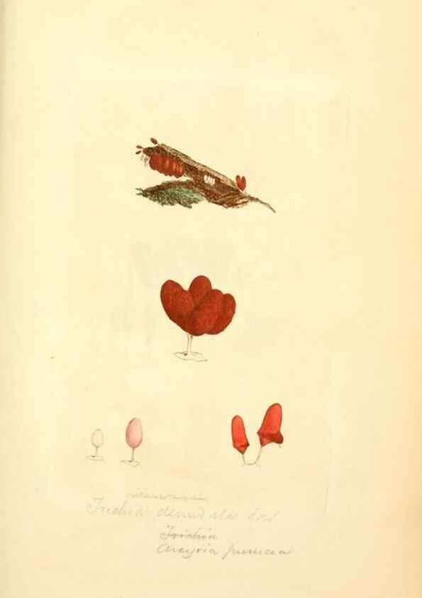 Reproducción/Reproduction 8229353855: Coloured figures of English fungi or mushrooms.. London,Printed by J. Davis,1797-[1809]