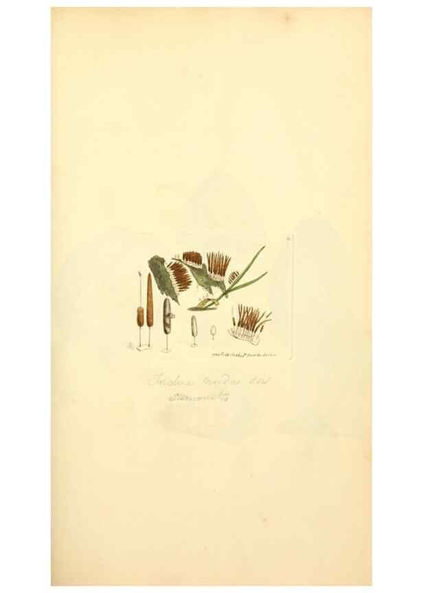 Reproducción/Reproduction 8229354273: Coloured figures of English fungi or mushrooms.. London,Printed by J. Davis,1797-[1809]