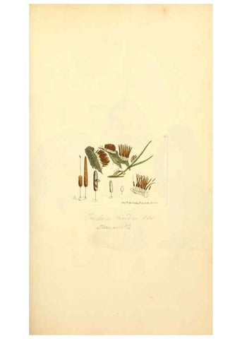 Reproducción/Reproduction 8229354273: Coloured figures of English fungi or mushrooms.. London,Printed by J. Davis,1797-[1809]