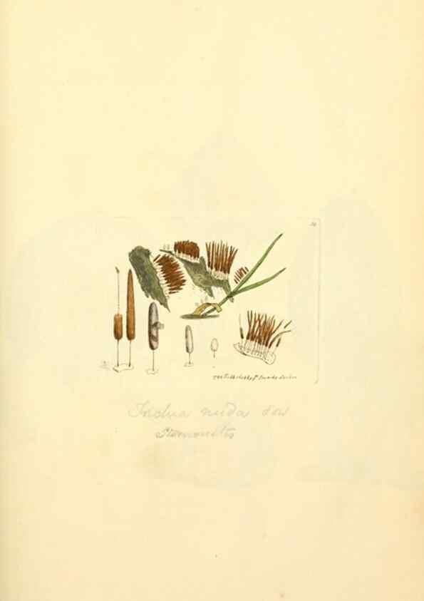 Reproducción/Reproduction 8229354273: Coloured figures of English fungi or mushrooms.. London,Printed by J. Davis,1797-[1809]