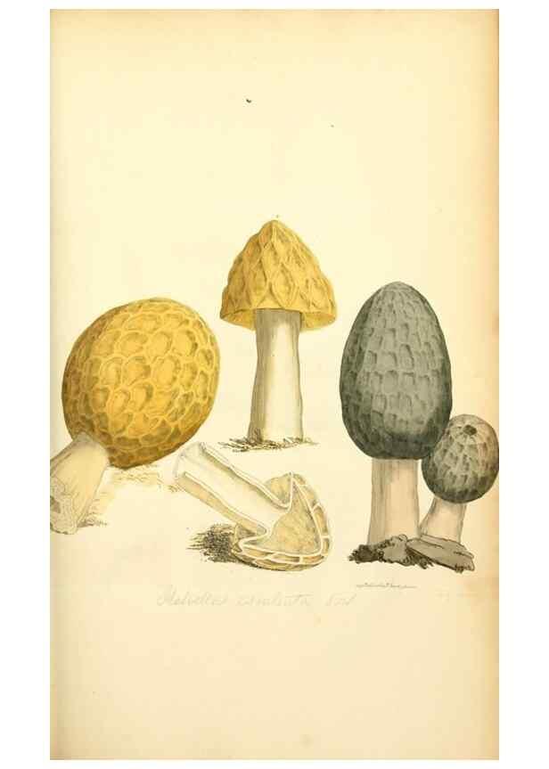 Reproducción/Reproduction 8229354741: Coloured figures of English fungi or mushrooms.. London,Printed by J. Davis,1797-[1809]