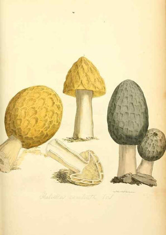 Reproducción/Reproduction 8229354741: Coloured figures of English fungi or mushrooms.. London,Printed by J. Davis,1797-[1809]