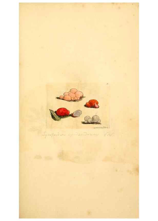 Reproducción/Reproduction 8230420844: Coloured figures of English fungi or mushrooms.. London,Printed by J. Davis,1797-[1809]