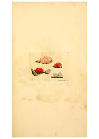 Reproducción/Reproduction 8230420844: Coloured figures of English fungi or mushrooms.. London,Printed by J. Davis,1797-[1809]