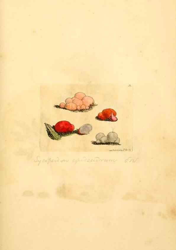 Reproducción/Reproduction 8230420844: Coloured figures of English fungi or mushrooms.. London,Printed by J. Davis,1797-[1809]