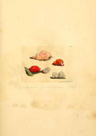 Reproducción/Reproduction 8230420844: Coloured figures of English fungi or mushrooms.. London,Printed by J. Davis,1797-[1809]