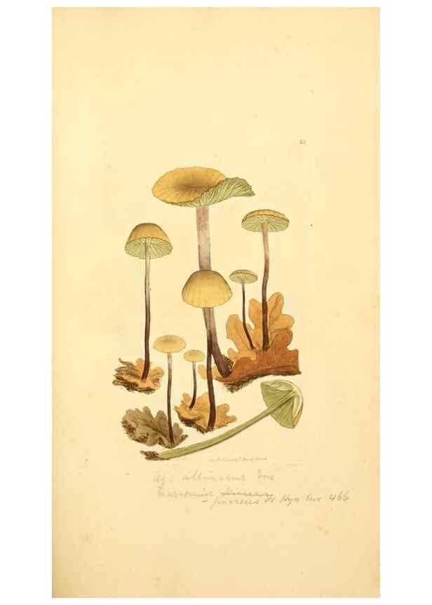Reproducción/Reproduction 8230435162: Coloured figures of English fungi or mushrooms.. London,Printed by J. Davis,1797-[1809]