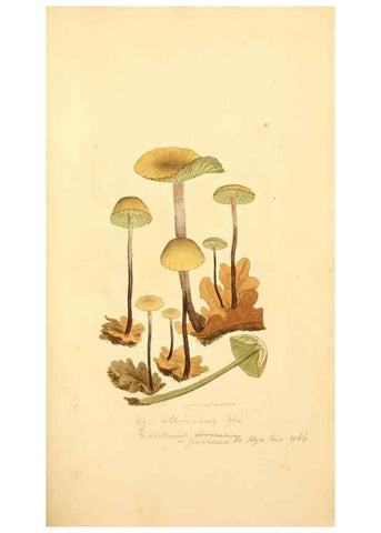 Reproducción/Reproduction 8230435162: Coloured figures of English fungi or mushrooms.. London,Printed by J. Davis,1797-[1809]