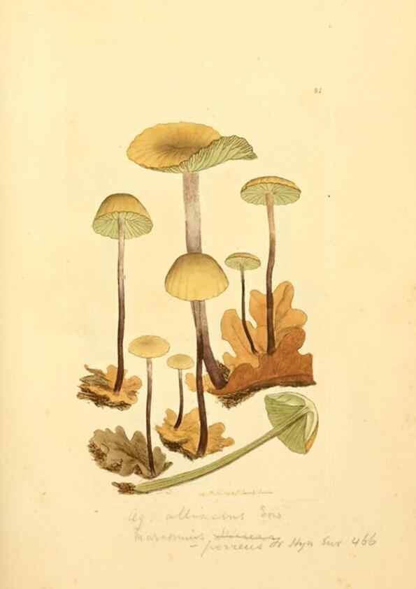 Reproducción/Reproduction 8230435162: Coloured figures of English fungi or mushrooms.. London,Printed by J. Davis,1797-[1809]