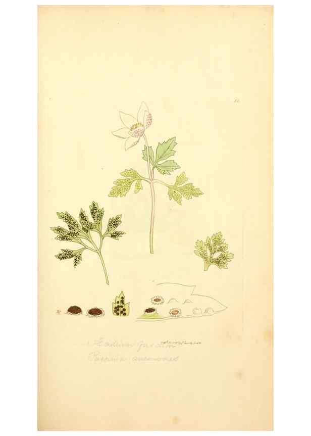 Reproducción/Reproduction 8230421608: Coloured figures of English fungi or mushrooms.. London,Printed by J. Davis,1797-[1809]