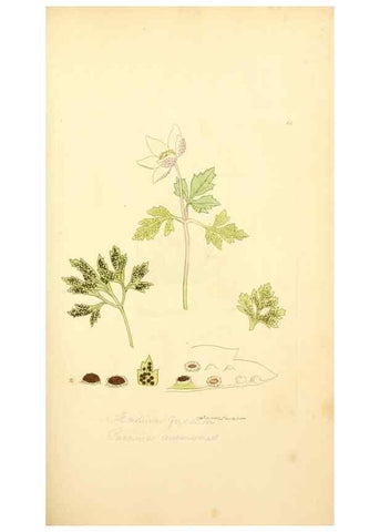 Reproducción/Reproduction 8230421608: Coloured figures of English fungi or mushrooms.. London,Printed by J. Davis,1797-[1809]