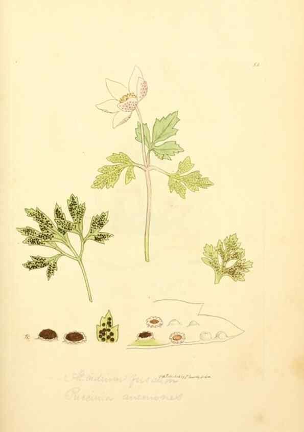 Reproducción/Reproduction 8230421608: Coloured figures of English fungi or mushrooms.. London,Printed by J. Davis,1797-[1809]