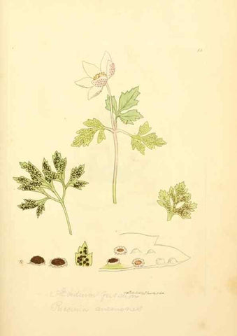 Reproducción/Reproduction 8230421608: Coloured figures of English fungi or mushrooms.. London,Printed by J. Davis,1797-[1809]