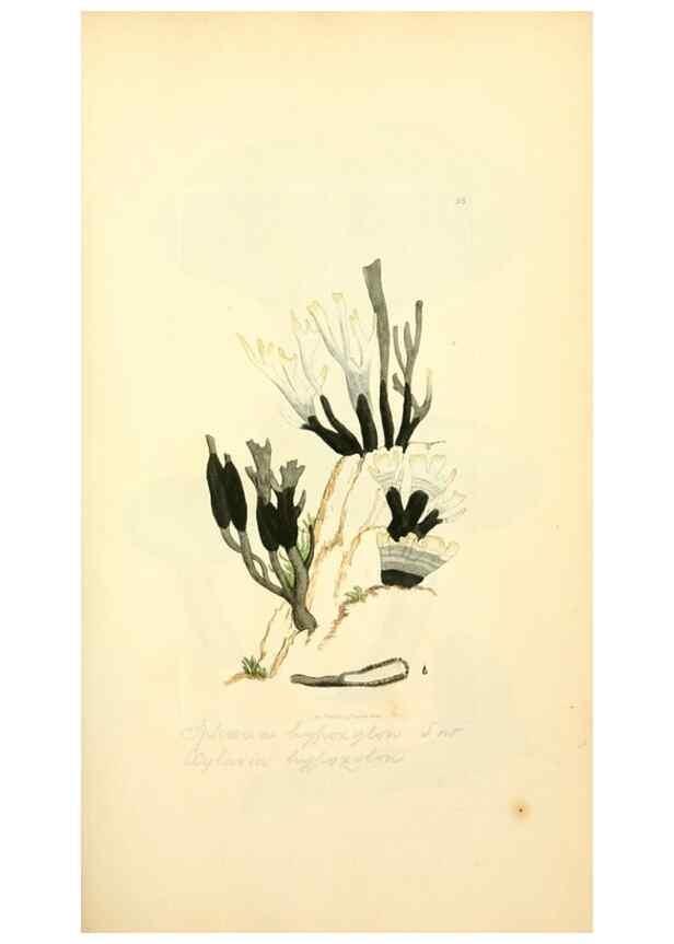 Reproducción/Reproduction 8230422362: Coloured figures of English fungi or mushrooms.. London,Printed by J. Davis,1797-[1809]