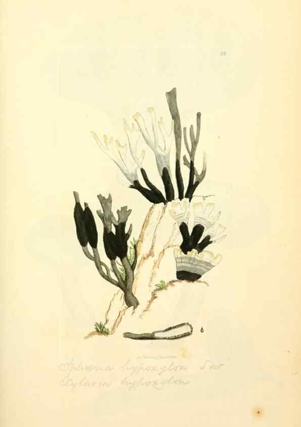 Reproducción/Reproduction 8230422362: Coloured figures of English fungi or mushrooms.. London,Printed by J. Davis,1797-[1809]