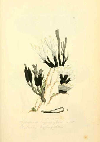Reproducción/Reproduction 8230422362: Coloured figures of English fungi or mushrooms.. London,Printed by J. Davis,1797-[1809]