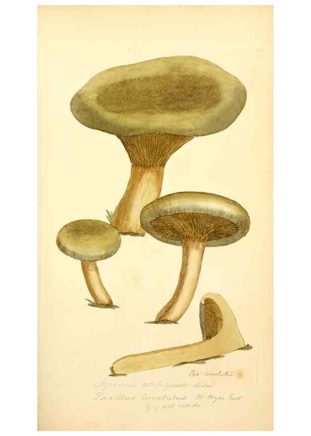 Reproducción/Reproduction 8229357571: Coloured figures of English fungi or mushrooms.. London,Printed by J. Davis,1797-[1809]