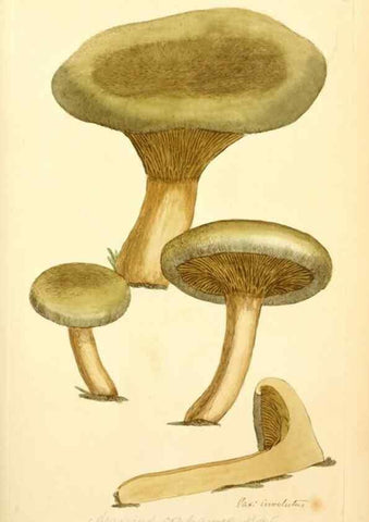 Reproducción/Reproduction 8229357571: Coloured figures of English fungi or mushrooms.. London,Printed by J. Davis,1797-[1809]