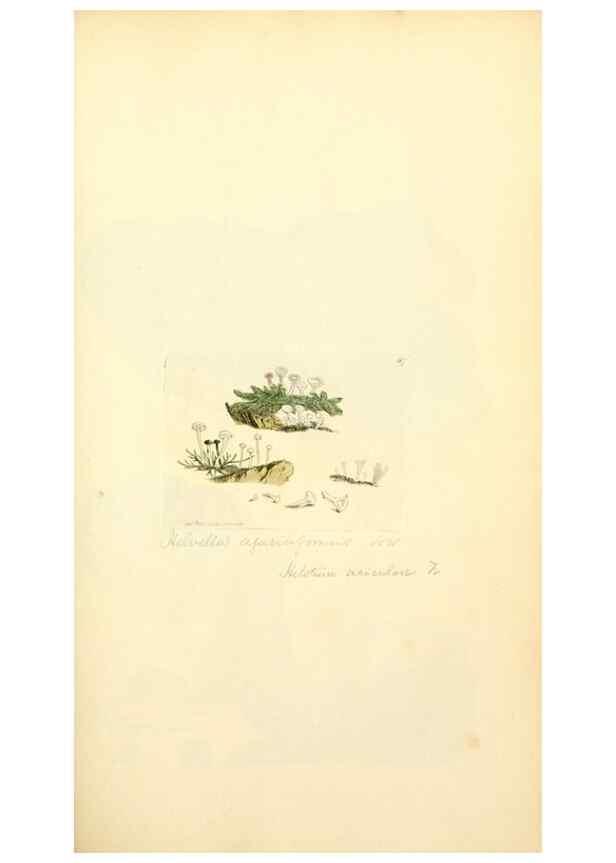 Reproducción/Reproduction 8229357983: Coloured figures of English fungi or mushrooms.. London,Printed by J. Davis,1797-[1809]