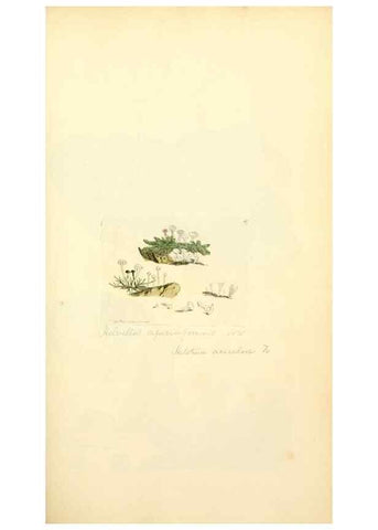 Reproducción/Reproduction 8229357983: Coloured figures of English fungi or mushrooms.. London,Printed by J. Davis,1797-[1809]