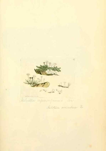 Reproducción/Reproduction 8229357983: Coloured figures of English fungi or mushrooms.. London,Printed by J. Davis,1797-[1809]