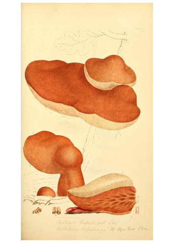 Reproducción/Reproduction 8229358473: Coloured figures of English fungi or mushrooms.. London,Printed by J. Davis,1797-[1809]