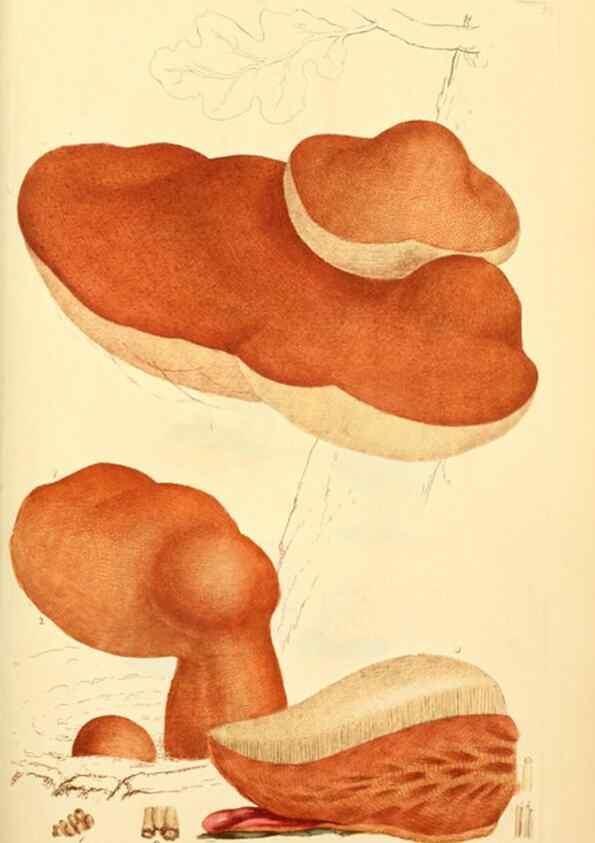 Reproducción/Reproduction 8229358473: Coloured figures of English fungi or mushrooms.. London,Printed by J. Davis,1797-[1809]