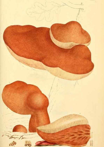 Reproducción/Reproduction 8229358473: Coloured figures of English fungi or mushrooms.. London,Printed by J. Davis,1797-[1809]