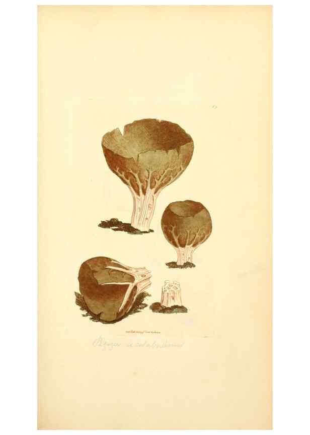 Reproducción/Reproduction 8229358937: Coloured figures of English fungi or mushrooms.. London,Printed by J. Davis,1797-[1809]